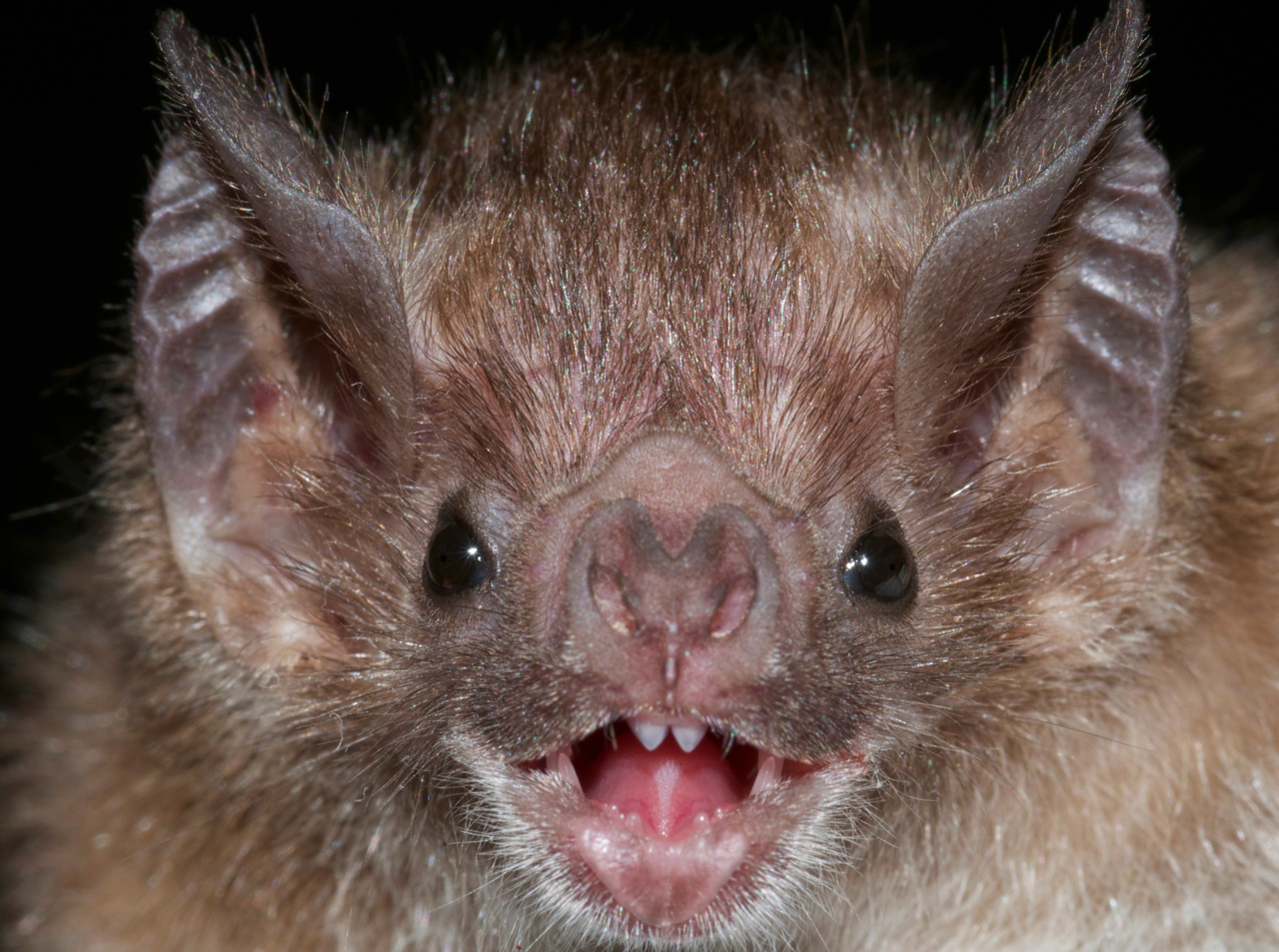 Vampire Bat, Desmodus rotundus